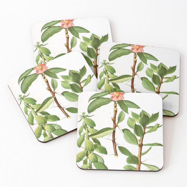 Artikelvorschau, Vintage Pereskia Botanical Print von den Cactaceae entworfen und verkauft von Douglas E. Welch Design and Photography.