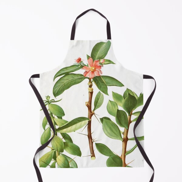 Vintage Pereskia Botanical Print from The Cactaceae Apron