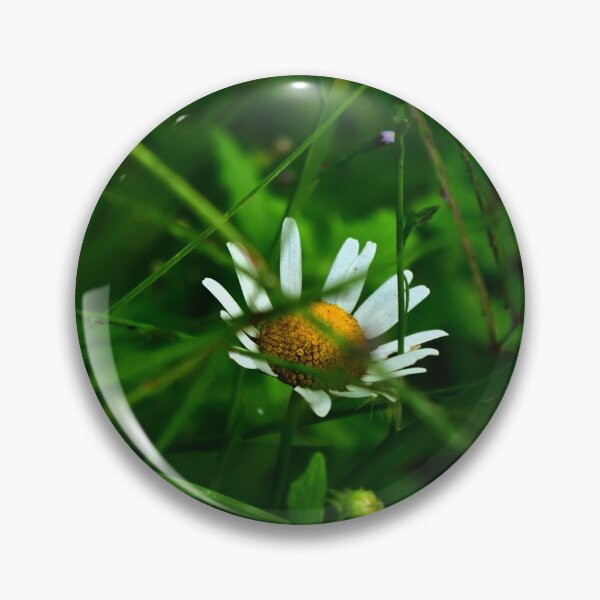 Artikelvorschau, Gänseblümchen im Gras versteckt, schöne Natur entworfen und verkauft von Maxif Visual Photo Print.