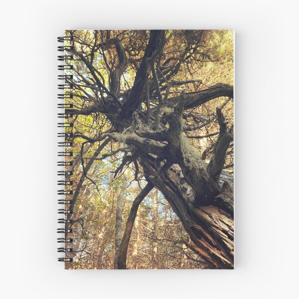 Item preview, Autumn Cedar designed and sold by Mass Monumentalist.