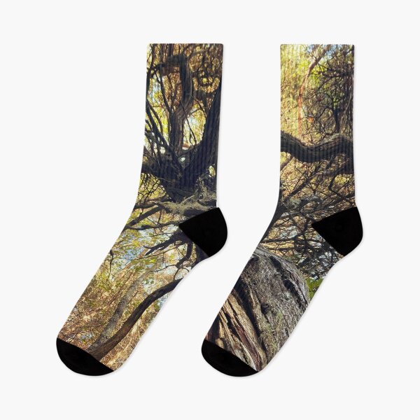 Item preview, Autumn Cedar designed and sold by Mass Monumentalist.
