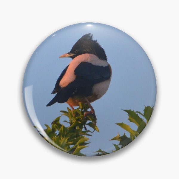 Item preview, Rose-coloured Starling in West Yorkshire designed and sold by MinkMaguari.