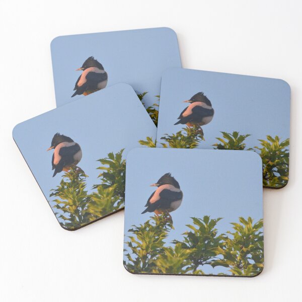 Item preview, Rose-coloured Starling in West Yorkshire designed and sold by MinkMaguari.