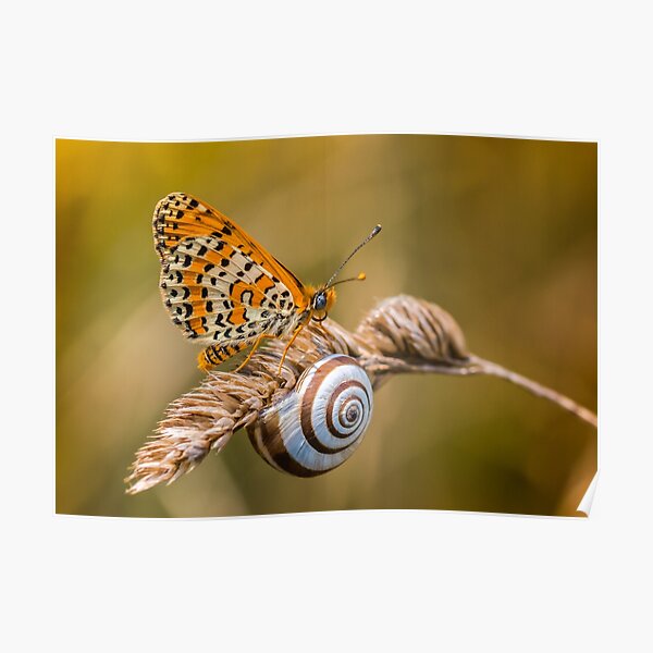 Butterfly (spotted fritillary) hanging out with a snail Poster