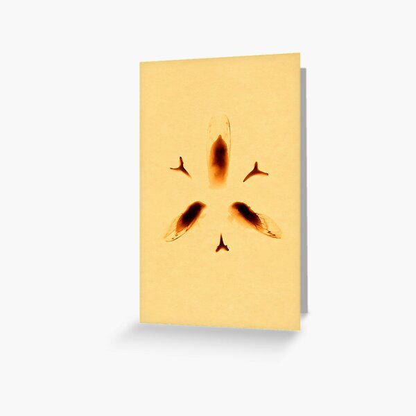 Cyanotype Cicadas and Fossil Shark Teeth - yellow Greeting Card