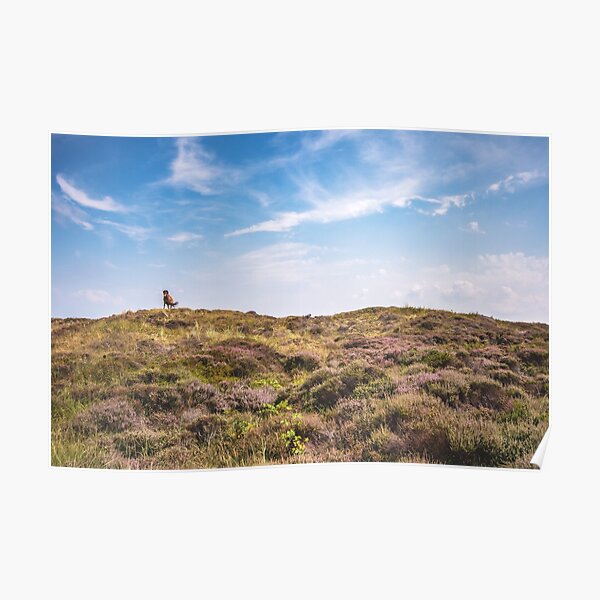 Wild horse on a hill Poster