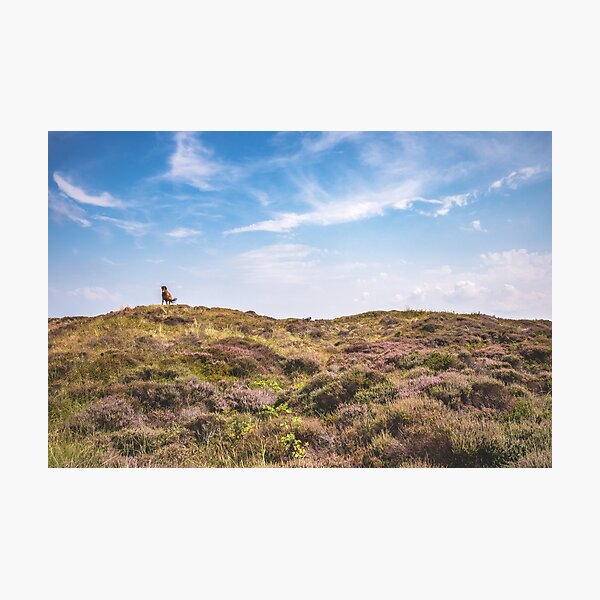 Wild horse on a hill Photographic Print