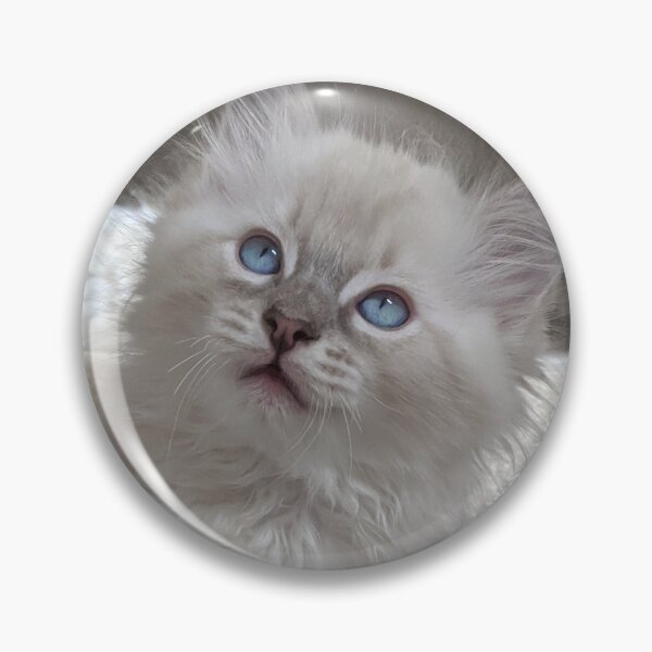 Item preview, Ragdoll kitten designed and sold by Fluffycat2020.