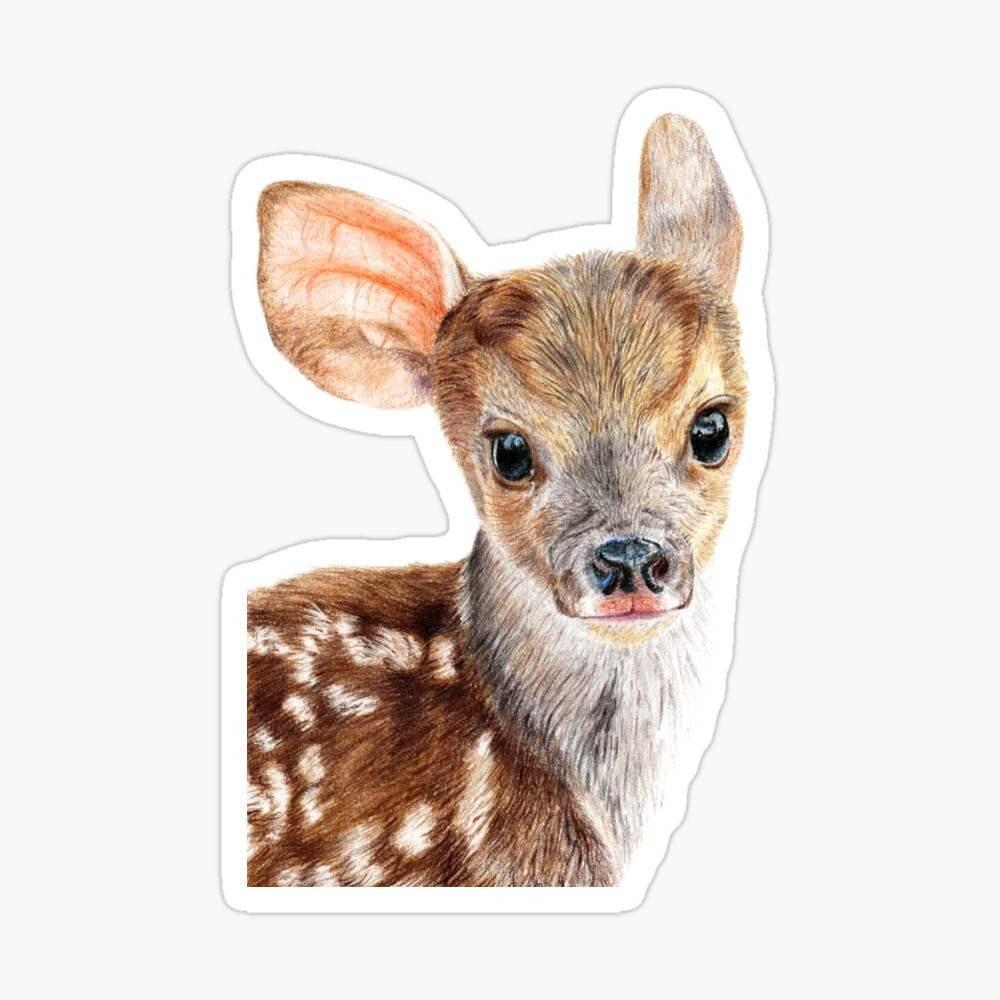 Deer Drawing Images  Free Photos PNG Stickers Wallpapers  Backgrounds   rawpixel