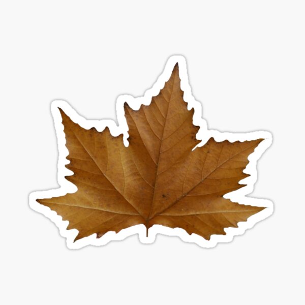 Sycamore Leaf Cliparts Stock Vector and Royalty Free Sycamore Leaf  Illustrations