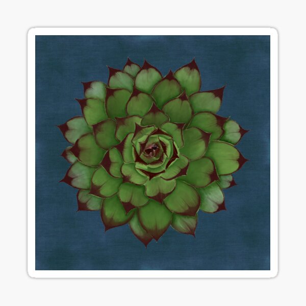 Sempervivum Gifts & Merchandise for Sale | Redbubble