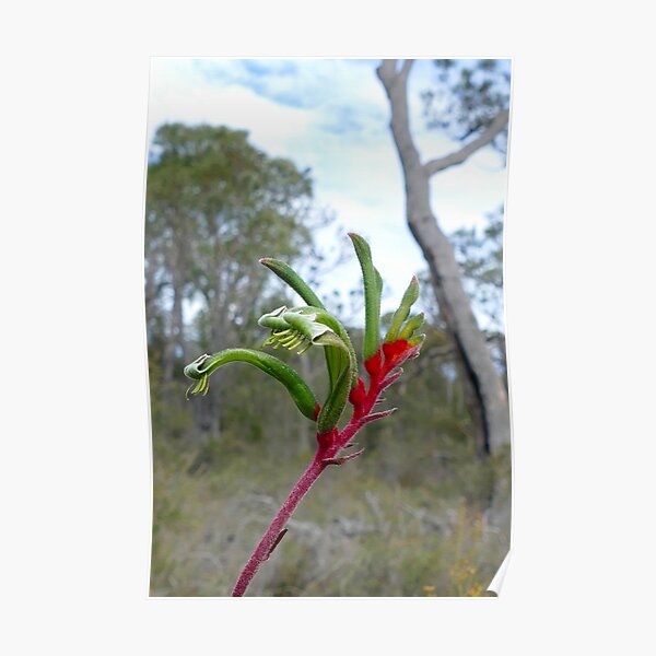 Kangaroo Paw Poster