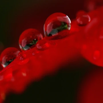 Artwork thumbnail, Red magic by Tadas Svetikas