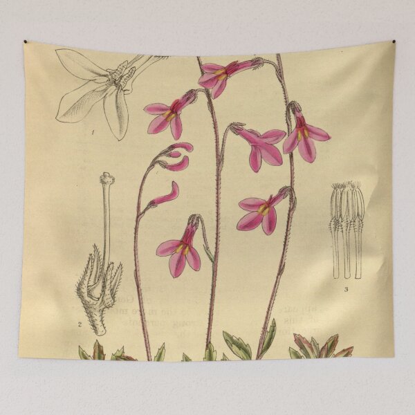 Item preview, Lobelia holstii 142 8648 designed and sold by EsotericBotanic.