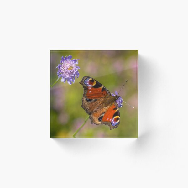 The European peacock has great fake eyes on the wings Acrylic Block