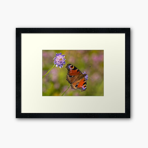 The European peacock has great fake eyes on the wings Framed Art Print