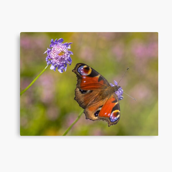 The European peacock has great fake eyes on the wings Metal Print