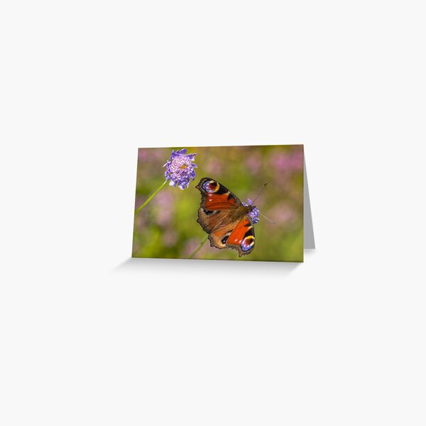 The European peacock has great fake eyes on the wings Greeting Card