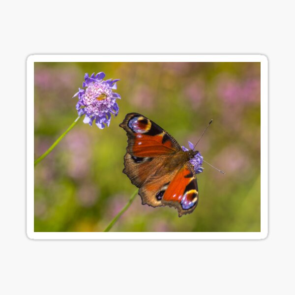 The European peacock has great fake eyes on the wings Sticker