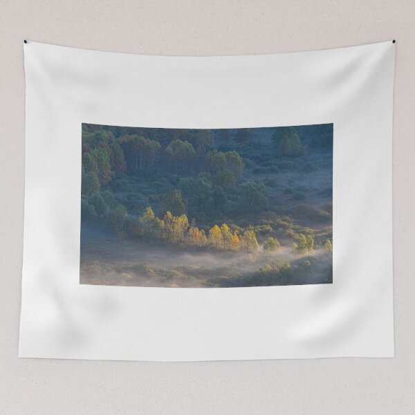 Item preview, Trees in the morning designed and sold by pietrofoto.