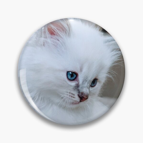Item preview, Ragdoll kitten designed and sold by Fluffycat2020.