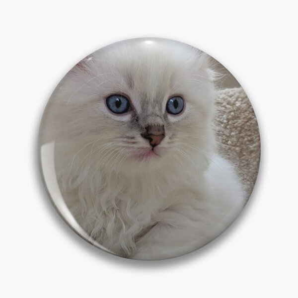 Item preview, Ragdoll kitten designed and sold by Fluffycat2020.