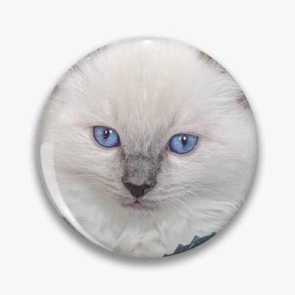 Item preview, Ragdoll kitten designed and sold by Fluffycat2020.
