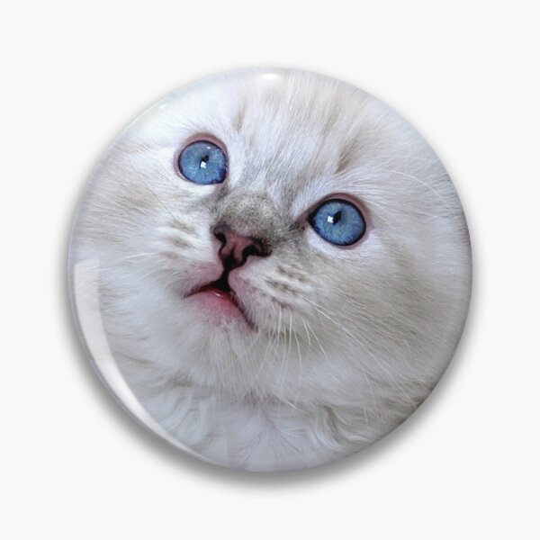 Item preview, Ragdoll kitten looking in wonder designed and sold by Fluffycat2020.