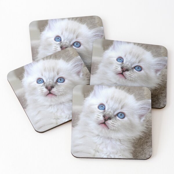 Item preview, Ragdoll kitten looking in wonder designed and sold by Fluffycat2020.