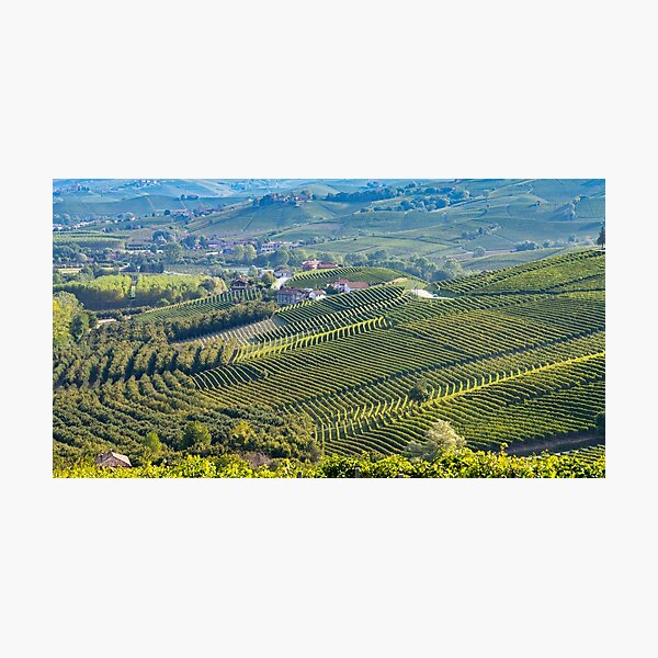 Item preview, Vineyards in Piemonte designed and sold by pietrofoto.