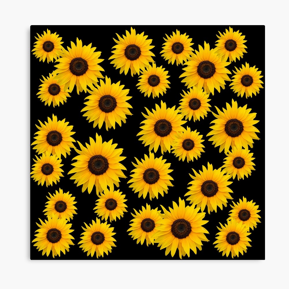 Yellow sunflowers on black background.
