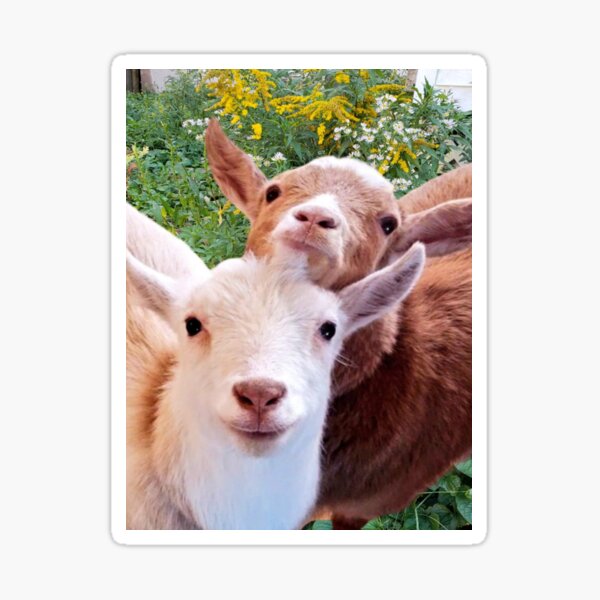 Item preview, Goats! designed and sold by snickles1977.