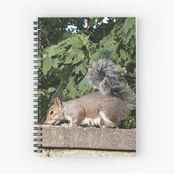 Item preview, Squirrel on wall eating and with a wonderfully curly tail designed and sold by Emma  Amies.