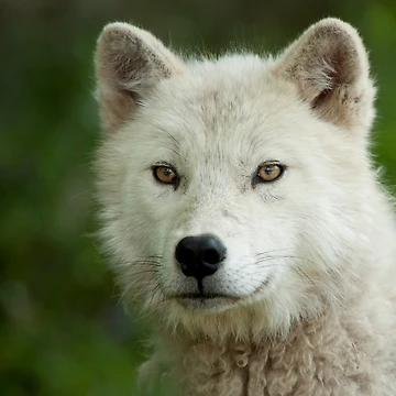 Imagen de la obra Arctic Wolf de WolvesOnly