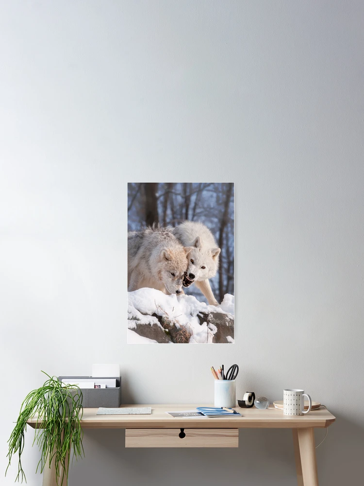 Thumbnail 2 of 3, Poster, Arctic Wolves designed and sold by WolvesOnly.