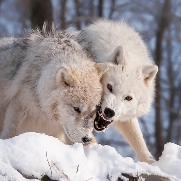 Artwork thumbnail, Arctic Wolves by WolvesOnly