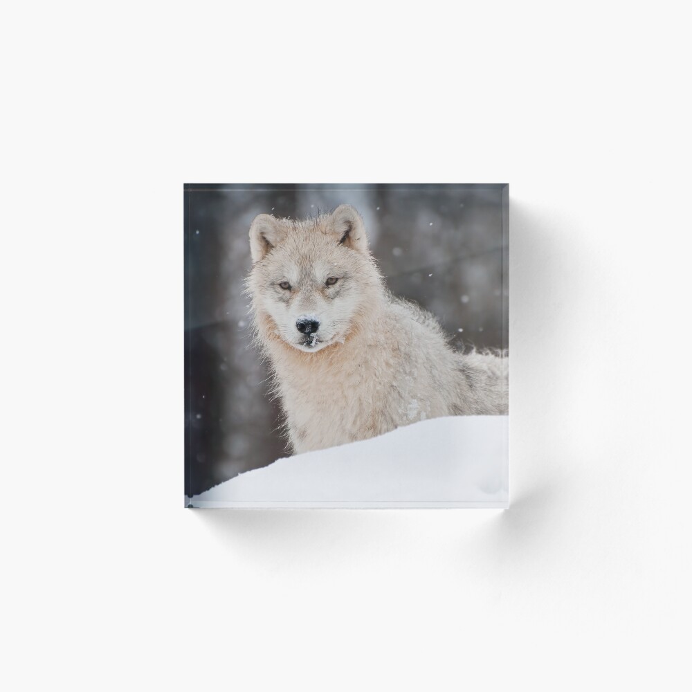 Artikel-Vorschau von Acrylblock, designt und verkauft von WolvesOnly.