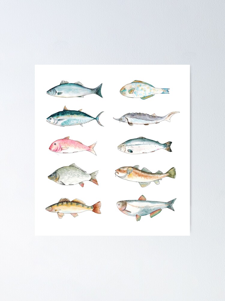 Watercolor sketch illustration set of fish with Seabass, Tuna, Red mullet,  Carp, Pike perch, Parrot fish, Sturgeon, Salmon, Cod, Silver carp Poster  for Sale by FuzzyLogicKate