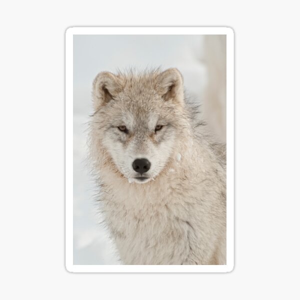 Arctic Wolf Pup Sticker
