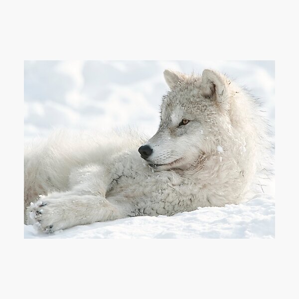 Arctic Wolf Pup Photographic Print