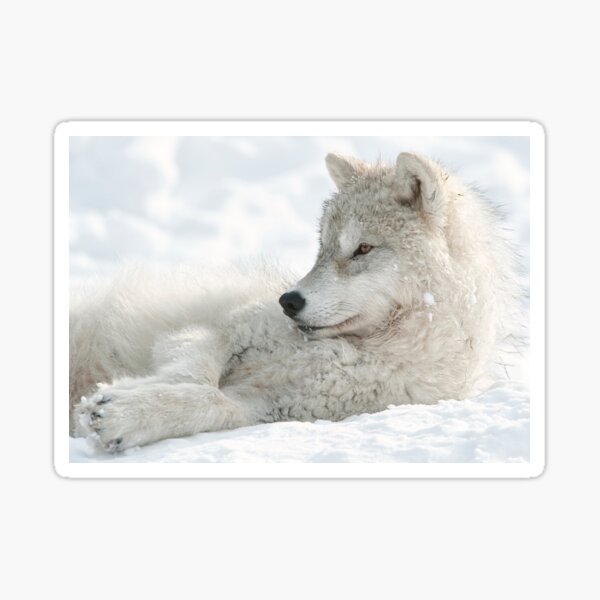 Arctic Wolf Pup Sticker