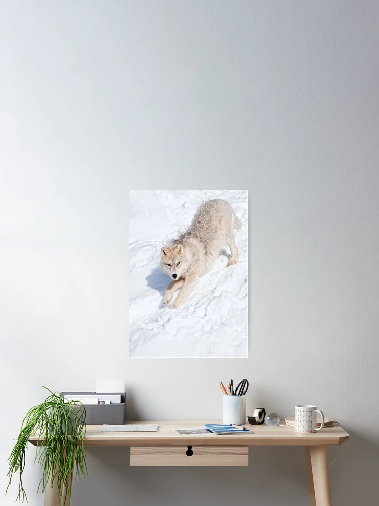 Aperçu 2 sur 3. Poster avec l'œuvre Arctic Wolf Pup créée et vendue par WolvesOnly.