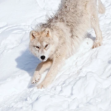Aperçu de l'œuvre Arctic Wolf Pup de WolvesOnly