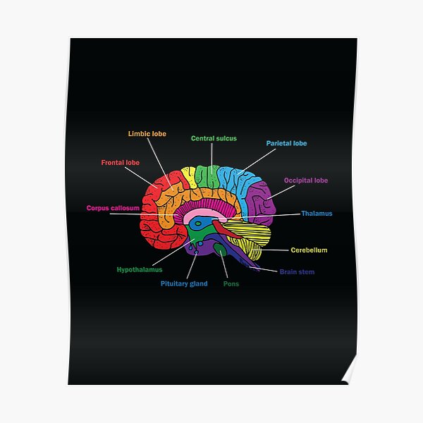Anatomy of the Brain Poster
