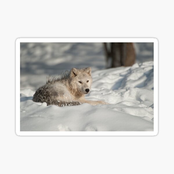 Arctic Wolf Sticker