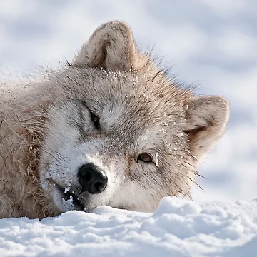 Vorschaubild zum Design Sleepy TIme von WolvesOnly