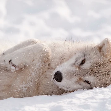 Vorschaubild zum Design Nappy Time von WolvesOnly