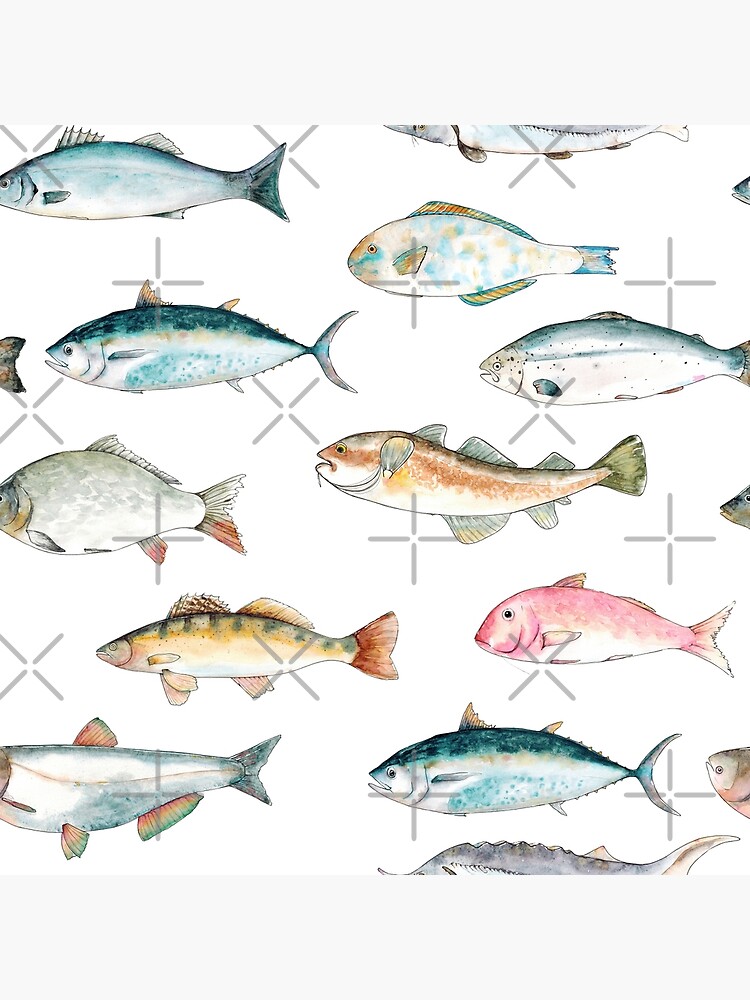 Watercolor hand drawn sketch illustration seamless pattern background with  fish Seabass, Tuna, Red mullet, Carp, Pike perch, Parrot fish, Sturgeon,  Salmon, Cod, Silver carp Poster for Sale by FuzzyLogicKate