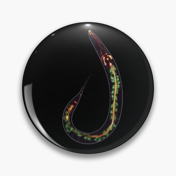 Item preview, Caenorhabditis elegans designed and sold by Seiden.
