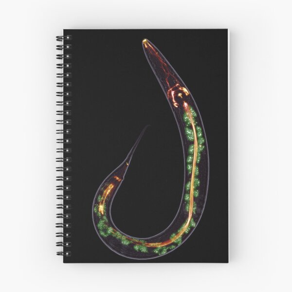 Item preview, Caenorhabditis elegans designed and sold by Seiden.
